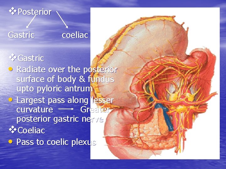 v. Posterior Gastric coeliac v. Gastric • Radiate over the posterior surface of body