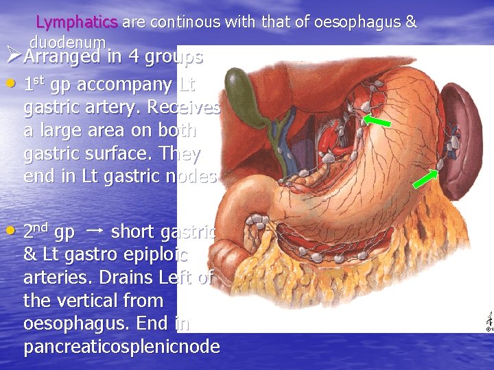Lymphatics are continous with that of oesophagus & duodenum ØArranged in 4 groups •
