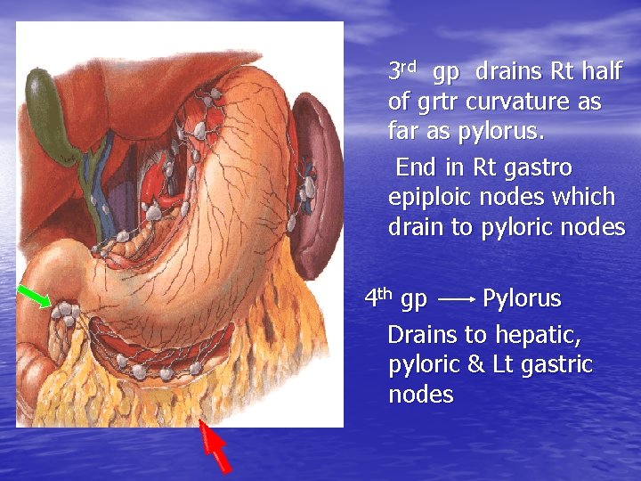 3 rd gp drains Rt half of grtr curvature as far as pylorus. End