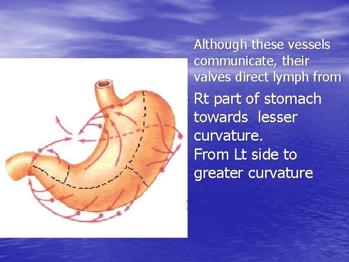Although these vessels communicate, their valves direct lymph from • Rt part of stomach