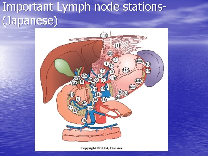 Important Lymph node stations(Japanese) 