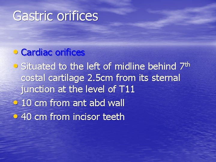 Gastric orifices • Cardiac orifices • Situated to the left of midline behind 7