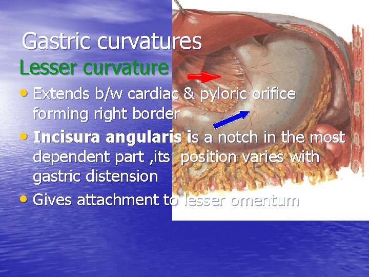 Gastric curvatures Lesser curvature • Extends b/w cardiac & pyloric orifice forming right border