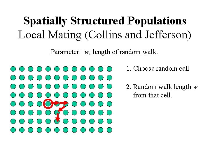 Spatially Structured Populations Local Mating (Collins and Jefferson) Parameter: w, length of random walk.