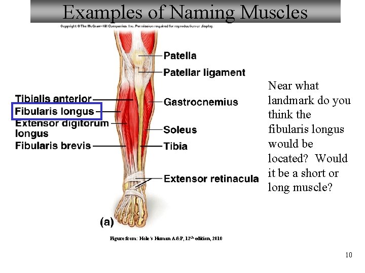 Examples of Naming Muscles Near what landmark do you think the fibularis longus would
