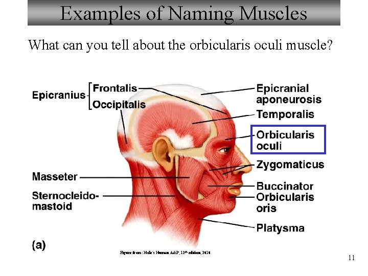 Examples of Naming Muscles What can you tell about the orbicularis oculi muscle? Figure