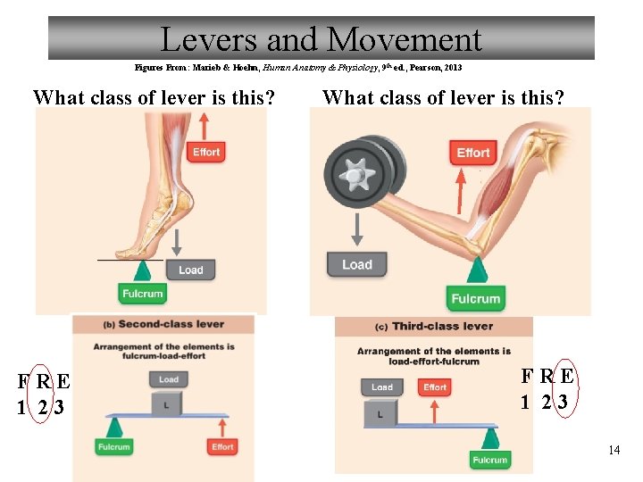 Levers and Movement Figures From: Marieb & Hoehn, Human Anatomy & Physiology, 9 th