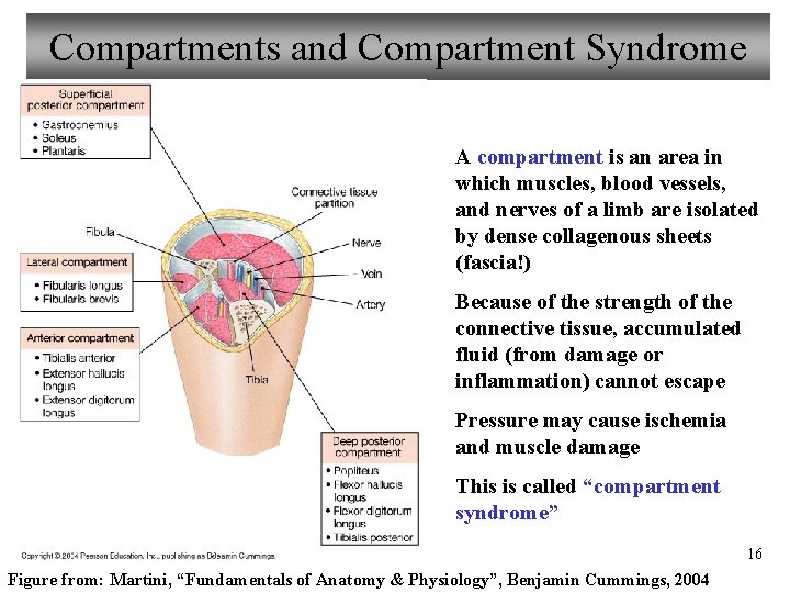 Compartments and Compartment Syndrome A compartment is an area in which muscles, blood vessels,