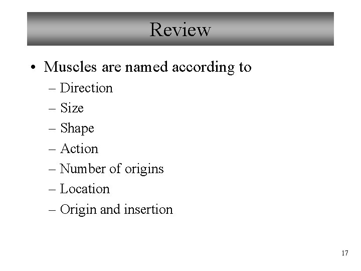 Review • Muscles are named according to – Direction – Size – Shape –