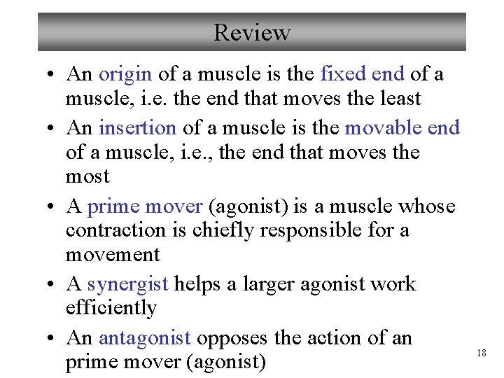 Review • An origin of a muscle is the fixed end of a muscle,