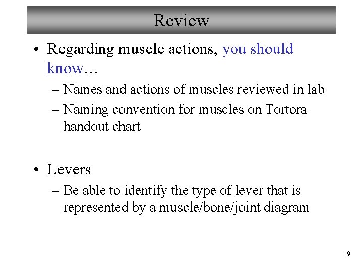 Review • Regarding muscle actions, you should know… – Names and actions of muscles