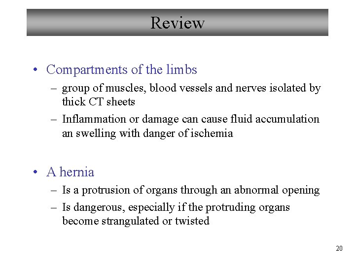 Review • Compartments of the limbs – group of muscles, blood vessels and nerves