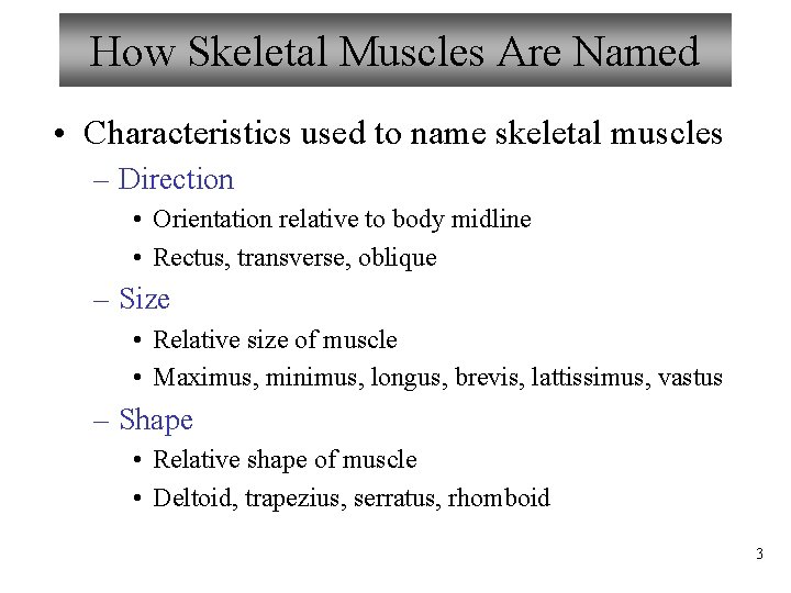 How Skeletal Muscles Are Named • Characteristics used to name skeletal muscles – Direction