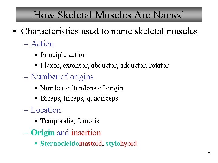 How Skeletal Muscles Are Named • Characteristics used to name skeletal muscles – Action
