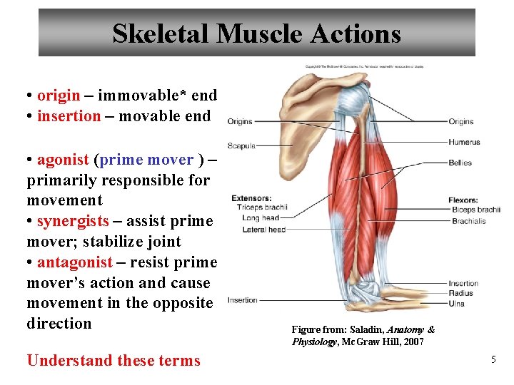Skeletal Muscle Actions • origin – immovable* end • insertion – movable end •