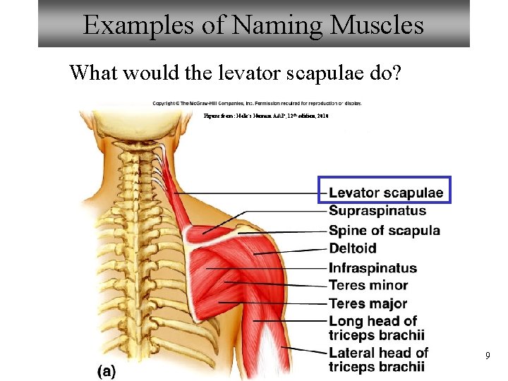 Examples of Naming Muscles What would the levator scapulae do? Figure from: Hole’s Human