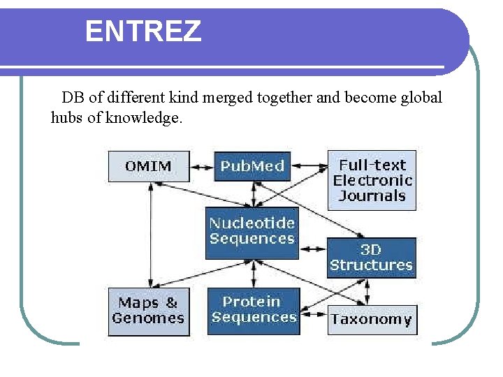 ENTREZ • DB of different kind merged together and become global hubs of knowledge. ENTREZ • DB of different kind merged together and become global hubs of knowledge.