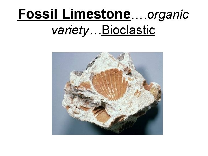 Fossil Limestone…. organic variety…Bioclastic 