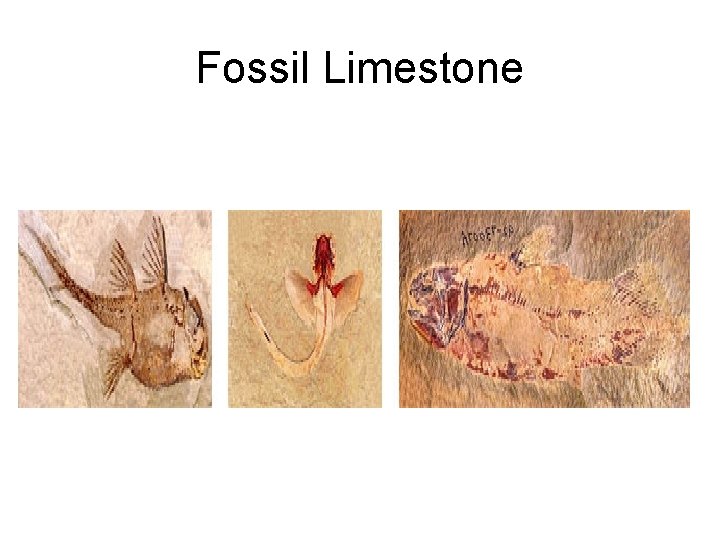 Fossil Limestone 