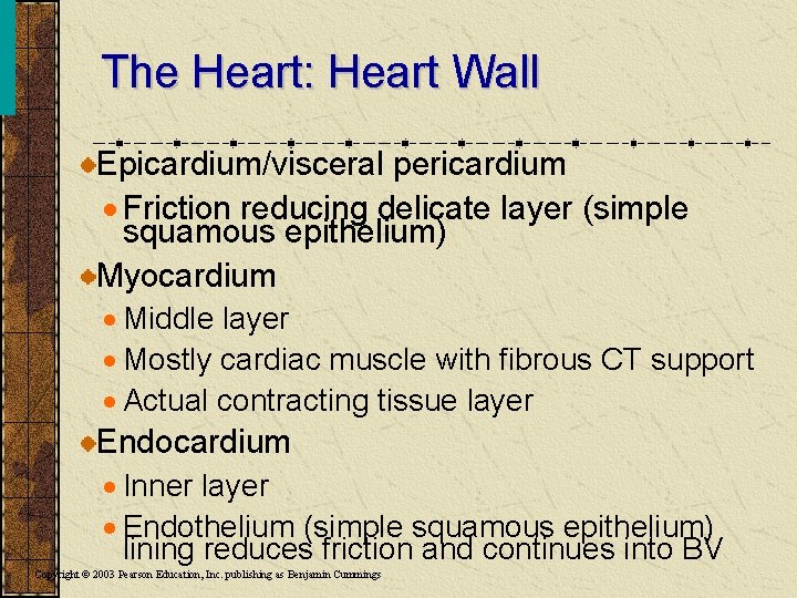 The Heart: Heart Wall Epicardium/visceral pericardium · Friction reducing delicate layer (simple squamous epithelium)