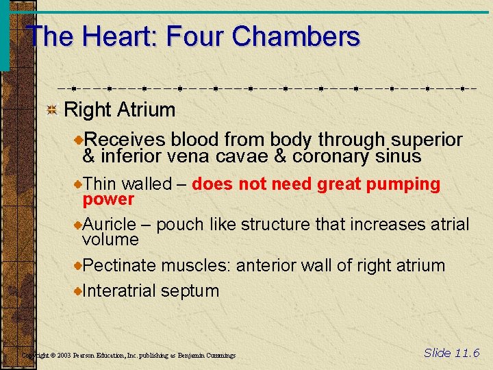 The Heart: Four Chambers Right Atrium Receives blood from body through superior & inferior