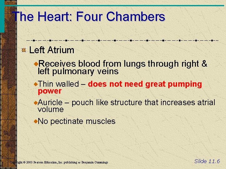 The Heart: Four Chambers Left Atrium Receives blood from lungs through right & left