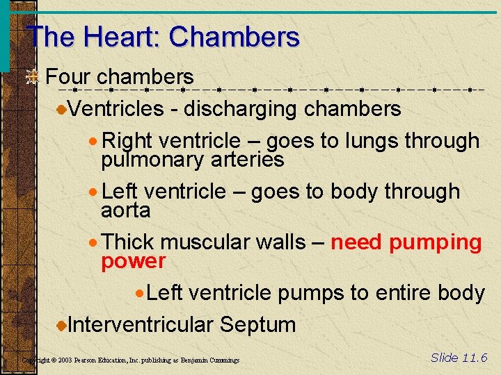 The Heart: Chambers Four chambers Ventricles - discharging chambers · Right ventricle – goes