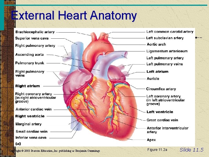 External Heart Anatomy Copyright © 2003 Pearson Education, Inc. publishing as Benjamin Cummings Figure