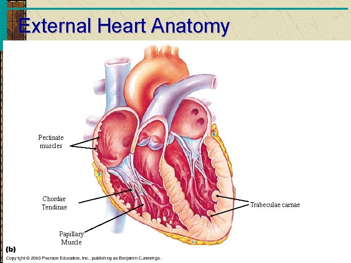 External Heart Anatomy Pectinate muscles Chordae Tendinae Trabeculae carnae Papillary Muscle Copyright © 2003