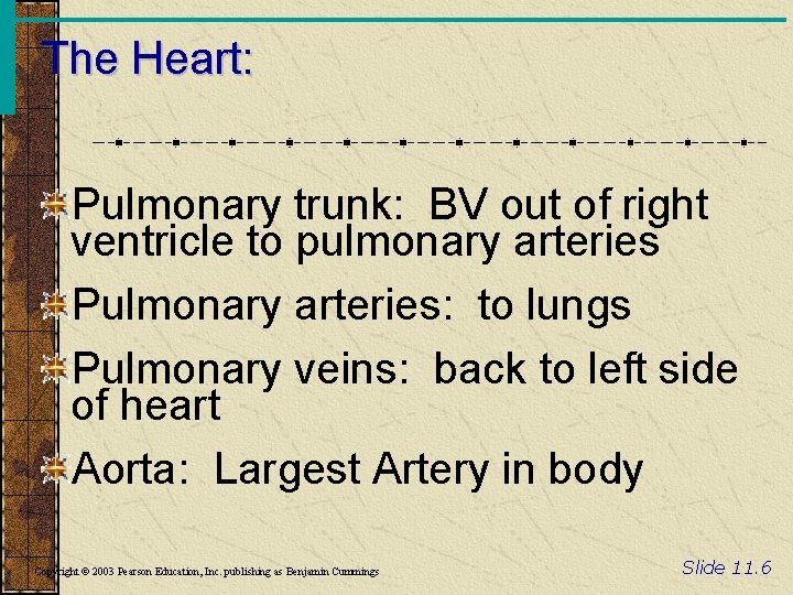 The Heart: Pulmonary trunk: BV out of right ventricle to pulmonary arteries Pulmonary arteries: