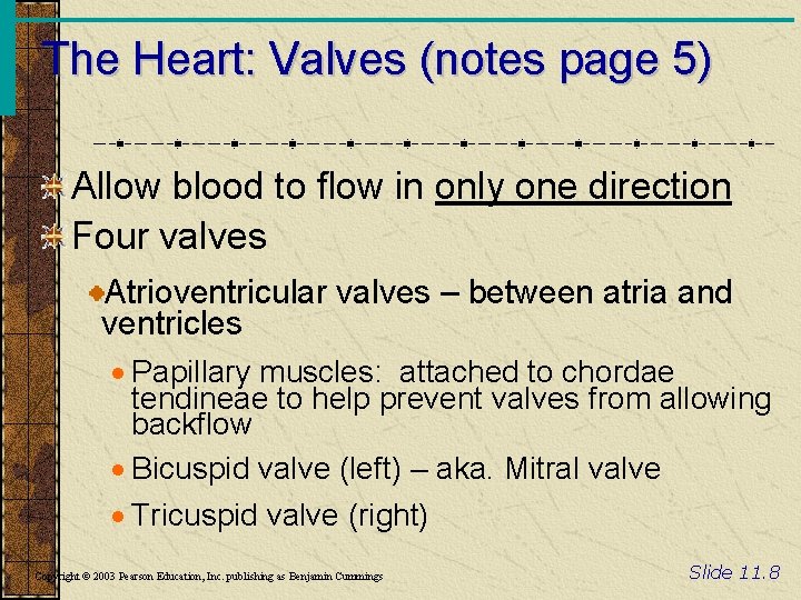 The Heart: Valves (notes page 5) Allow blood to flow in only one direction