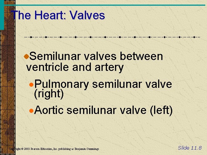 The Heart: Valves Semilunar valves between ventricle and artery ·Pulmonary semilunar valve (right) ·Aortic