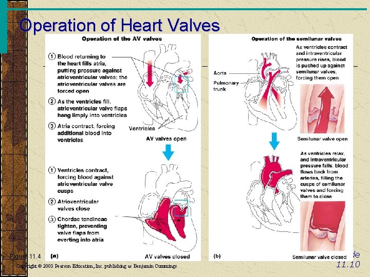 Operation of Heart Valves Figure 11. 4 Copyright © 2003 Pearson Education, Inc. publishing