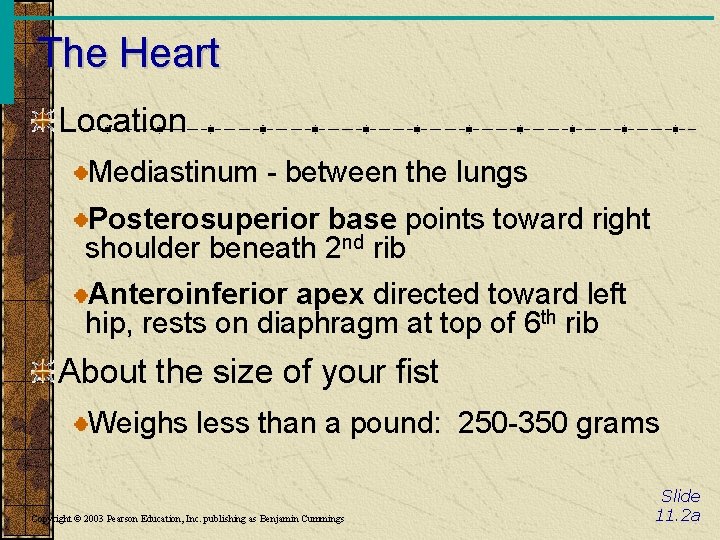 The Heart Location Mediastinum - between the lungs Posterosuperior base points toward right shoulder
