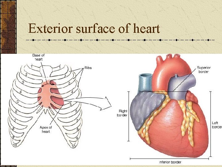 Exterior surface of heart 