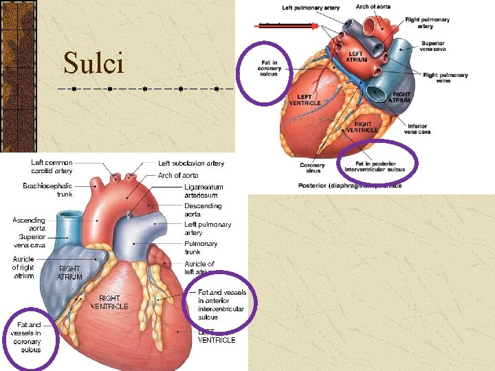 Sulci 