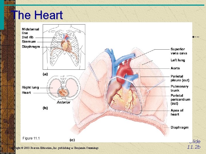 The Heart Figure 11. 1 Copyright © 2003 Pearson Education, Inc. publishing as Benjamin