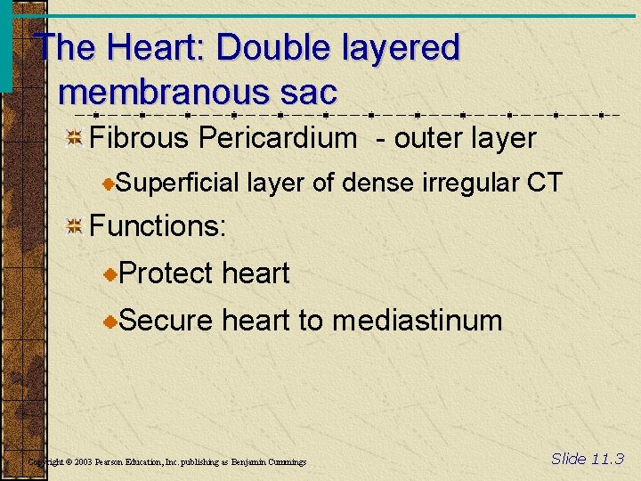 The Heart: Double layered membranous sac Fibrous Pericardium - outer layer Superficial layer of