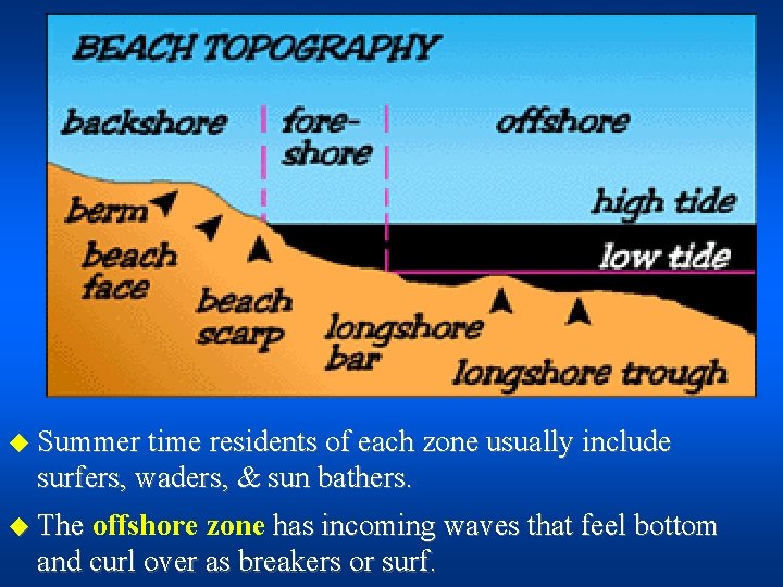 u Summer time residents of each zone usually include surfers, waders, & sun bathers.