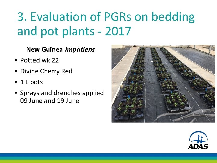 3. Evaluation of PGRs on bedding and pot plants - 2017 New Guinea Impatiens