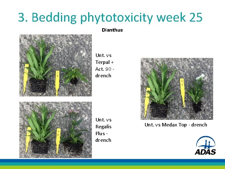 3. Bedding phytotoxicity week 25 Dianthus Unt. vs Terpal + Act. 90 - drench