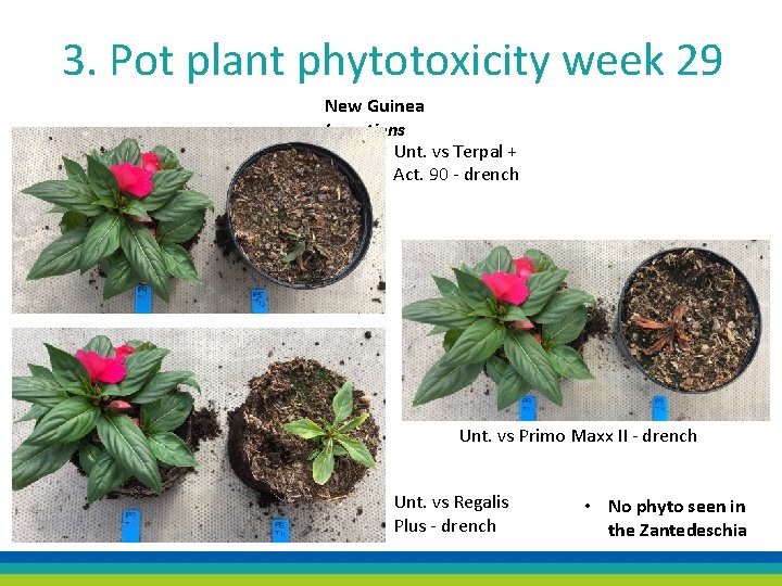 3. Pot plant phytotoxicity week 29 New Guinea Impatiens Unt. vs Terpal + Act.