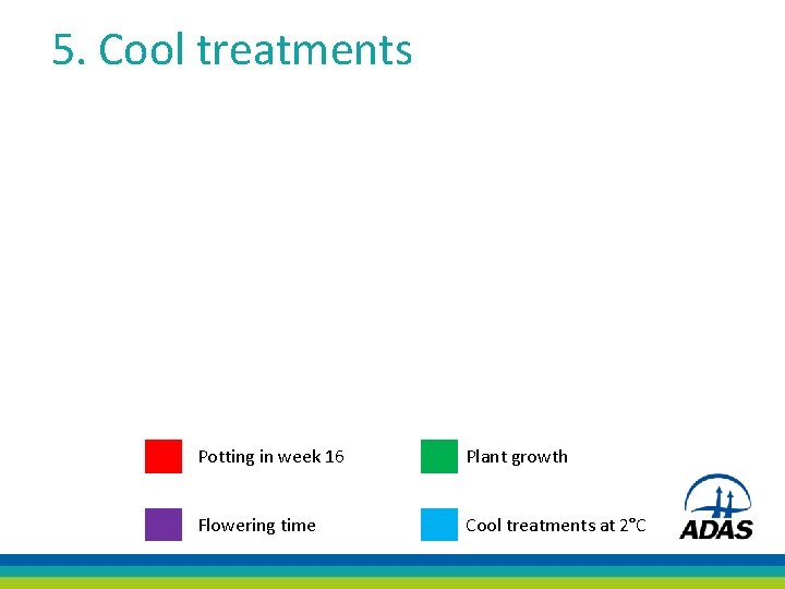 5. Cool treatments Potting in week 16 Plant growth Flowering time Cool treatments at