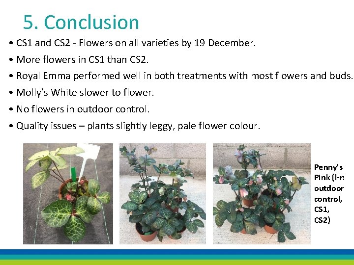 5. Conclusion • CS 1 and CS 2 - Flowers on all varieties by