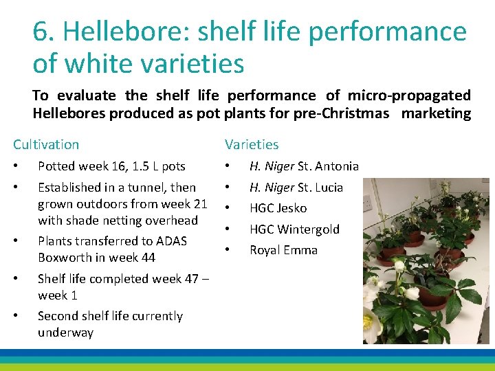 6. Hellebore: shelf life performance of white varieties To evaluate the shelf life performance