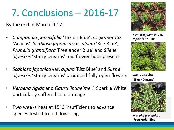 7. Conclusions – 2016 -17 By the end of March 2017: • Campanula persicifolia