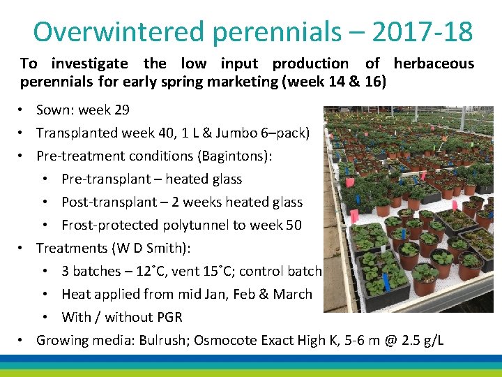 Overwintered perennials – 2017 -18 To investigate the low input production of herbaceous perennials