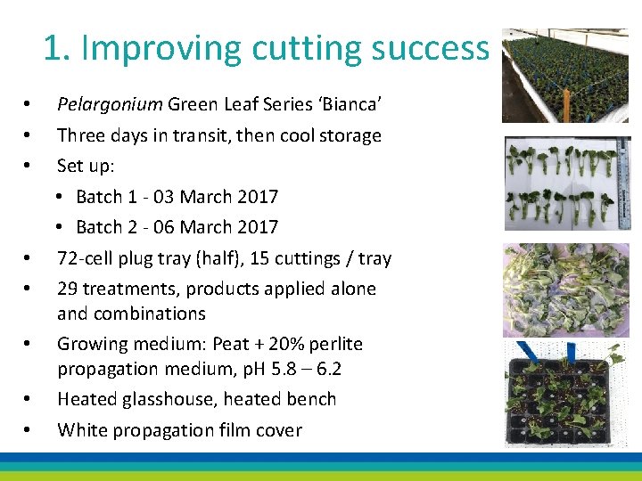 1. Improving cutting success • • Pelargonium Green Leaf Series ‘Bianca’ Three days in