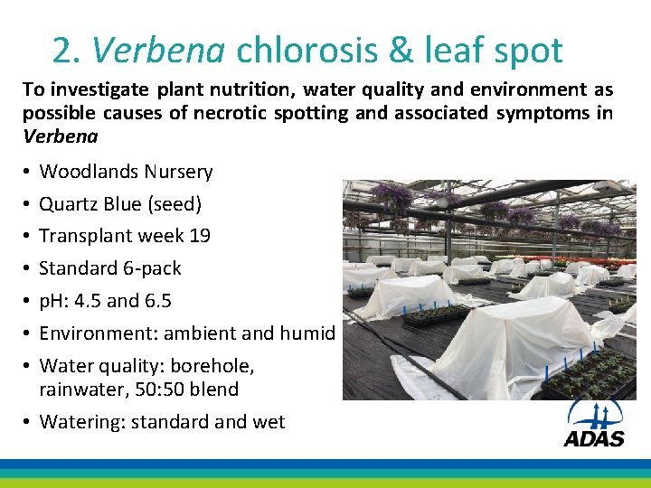 2. Verbena chlorosis & leaf spot To investigate plant nutrition, water quality and environment