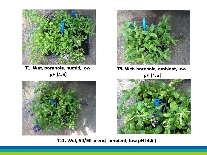 T 1. Wet, borehole, humid, low p. H (4. 5) T 3. Wet, borehole,